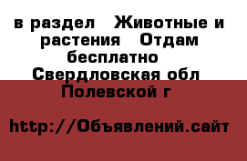  в раздел : Животные и растения » Отдам бесплатно . Свердловская обл.,Полевской г.